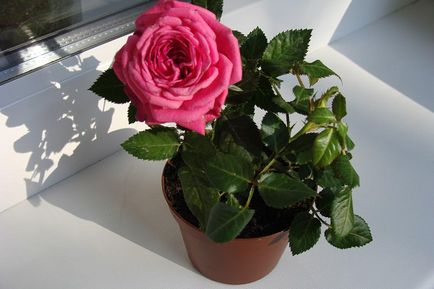 Home Rose - îngrijire la domiciliu într-o oală în vara, toamna și iarna, transplant, tăiere,