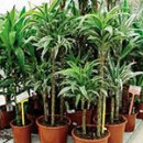 Dracaena bicolor