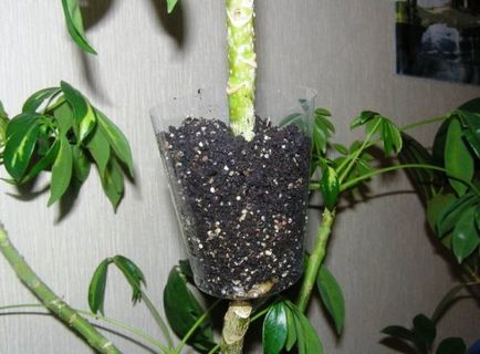 Dracaena de reproducere a diferitelor soiuri și descrierea principalelor metode de reproducere