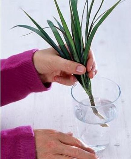 Dracaena de reproducere a diferitelor soiuri și descrierea principalelor metode de reproducere