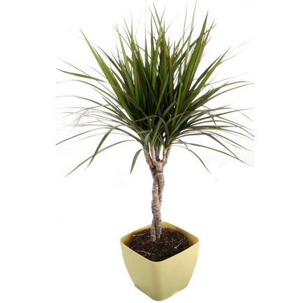 Dracaena de reproducere a diferitelor soiuri și descrierea principalelor metode de reproducere