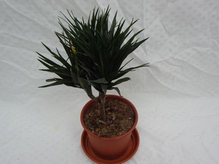 Dracaena de reproducere a diferitelor soiuri și descrierea principalelor metode de reproducere