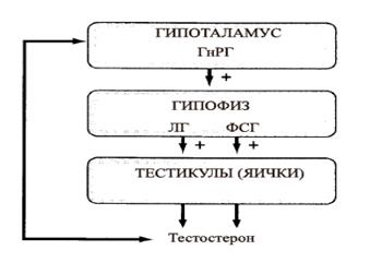 Дуга ГГТ (гіпоталамус-гіпофіз-тестікули)