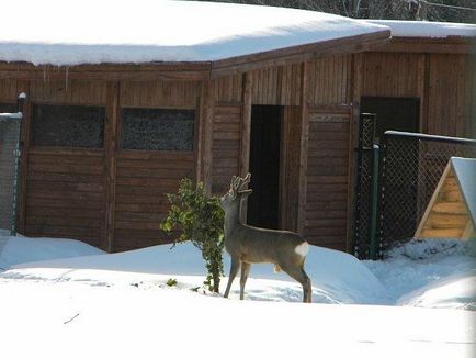 A palota és park komplex „Oranienbaum”