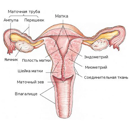 Endometrioid petefészek ciszta okoz, tünetek és a kezelés