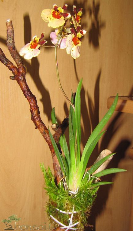 Epiphytic copac pentru orhidee mâinile proprii