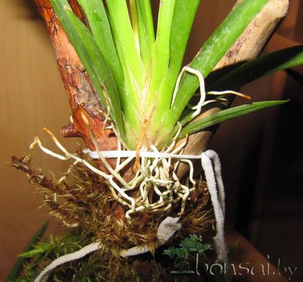 Epiphytic copac pentru orhidee mâinile proprii