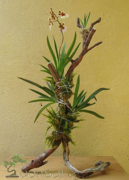 Епіфітна дерево для орхідей своїми руками