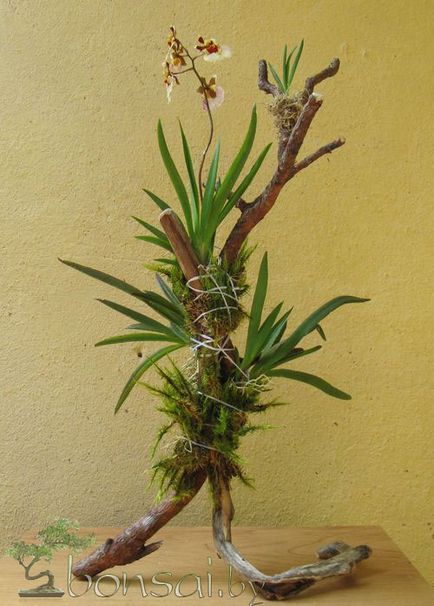 Epiphytic copac pentru orhidee mâinile proprii