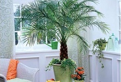 Фінікова пальма в домашніх умовах декоративно і корисно