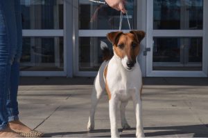 Fox Terrier - fotografie și descrierea rasei (natura, recenzii, standard), 