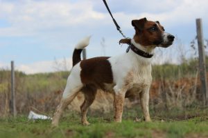 Foxterrier - fotó és leírás a fajta (karakter, igazi, standard), „hogy mancs”