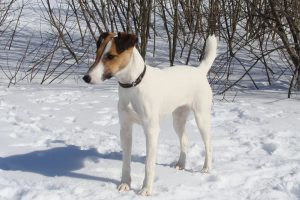 Foxterrier - fotó és leírás a fajta (karakter, igazi, standard), „hogy mancs”