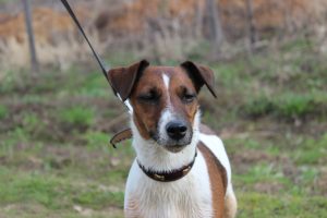 Fox Terrier - fotografie și descrierea rasei (natura, recenzii, standard), 