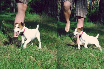 Fox Terrier - fotografie și descrierea rasei (natura, recenzii, standard), 