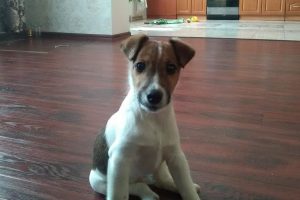 Foxterrier - fotó és leírás a fajta (karakter, igazi, standard), „hogy mancs”