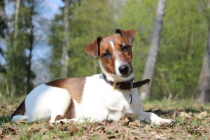 Foxterrier - fotó és leírás a fajta (karakter, igazi, standard), „hogy mancs”