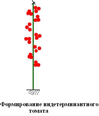 Formarea plantelor de tomate (tomate)