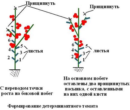 Formarea plantelor de tomate (tomate)