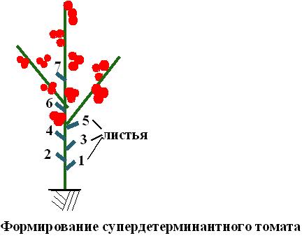 Formarea plantelor de tomate (tomate)