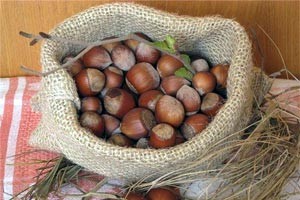 Фундук - користь і шкода лісового горіха