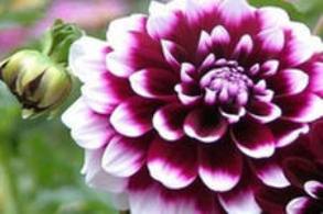 Dahlia cultural, sau Dalia - grădini din Siberia