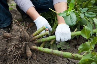 Dáliák évelő ültetési és ápolási nyitott teret a tavaszi tél után, kihajtás gumók