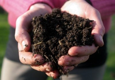 Dahlias plantare perene și de îngrijire în teren deschis, în primăvara după iarnă, germinarea tuberculilor