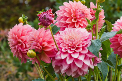 Dahlias plantare perene și de îngrijire în teren deschis, în primăvara după iarnă, germinarea tuberculilor