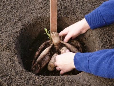 Dahlias plantare perene și de îngrijire în teren deschis, în primăvara după iarnă, germinarea tuberculilor