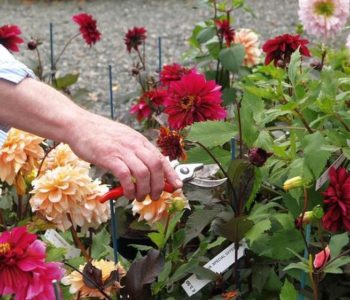 Dahlias plantare perene și de îngrijire în teren deschis, în primăvara după iarnă, germinarea tuberculilor