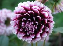 Dahlias - plantare și îngrijire