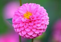 Dahlias - plantare și îngrijire