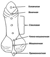 Hypospadias în băieți fotografii, forma capului, funcționarea, costul și recenzii