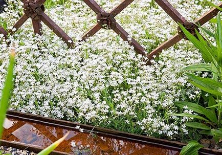 Gypsophila - plantare și îngrijire