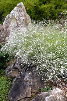 Gypsophila - plantare și îngrijire