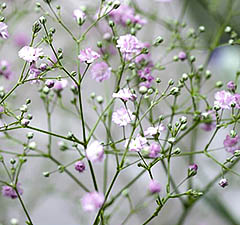 Gypsophila - plantare și îngrijire