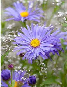 Gypsophila - plantare și îngrijire