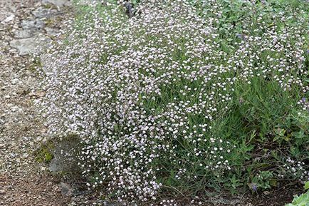 Gypsophila - plantare și îngrijire