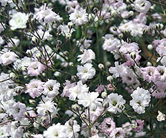 Gypsophila - plantare și îngrijire