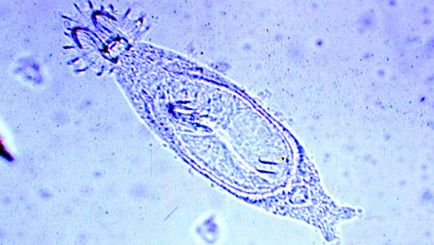 Gyrodactyloza peștilor, sursă de infecție, etiologie, perioadă de incubație, simptome, tratament,