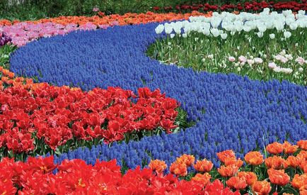 Holland kertek, fajta virágot, hogy nőnek a tulipánok és szélmalmok