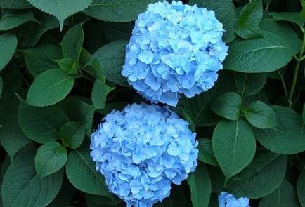 Hydrangea de soi albastru, cultivare și îngrijire