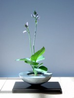 Ikebana - Ikebana, buchet, flori, japoneză, artă, budism, moriban, nageire, rikka, seika, shoka
