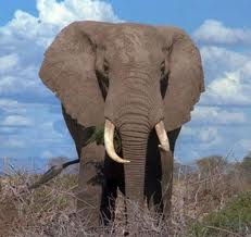 Цікаві факти про слонів
