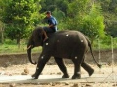 Цікаві факти про слонів
