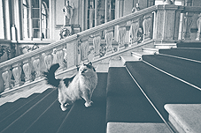 A történelem a Hermitage macskák fene