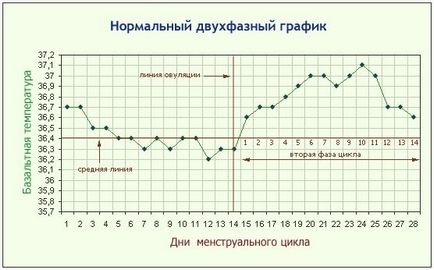 Яка базальна температура повинна бути перед овуляцією