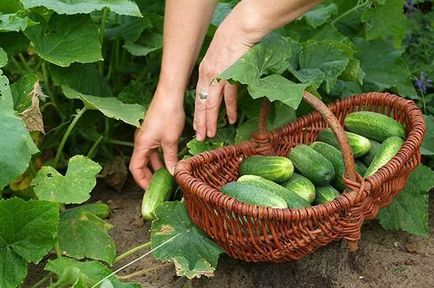 Ce trebuie să faceți în grădină în august - grădină și grădină