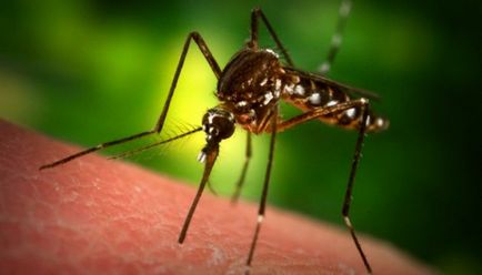 Cum să tratați o muscatura puternică a țânțarilor